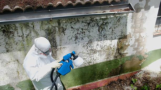 Top rated local Mold Remediation specialists in Leesburg, VA
